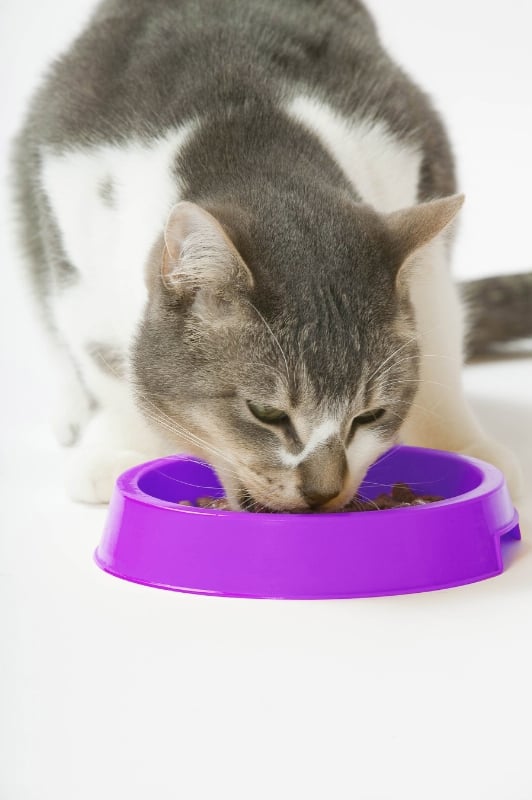 Cat foods need the perfect combination of great flavour and nutrition. (PRNewsFoto/Mars Petcare)