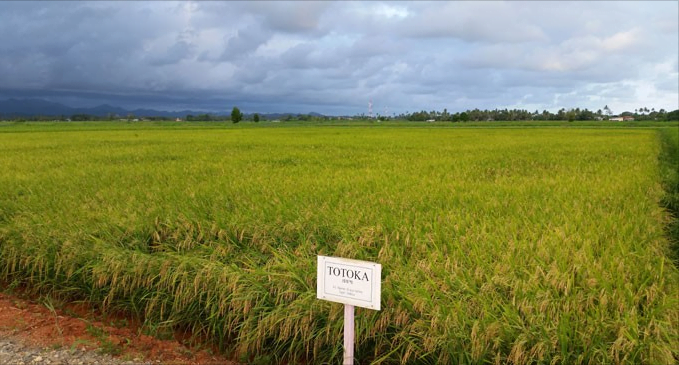 Sugar Industry Fiji