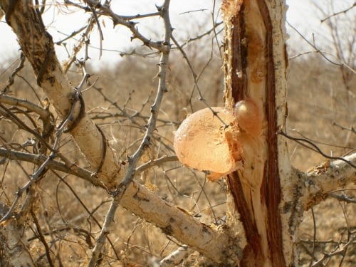 Acacia Gum is harvested on wild acacia trees that grow mainly in Africa (PRNewsFoto/Alland et Robert)